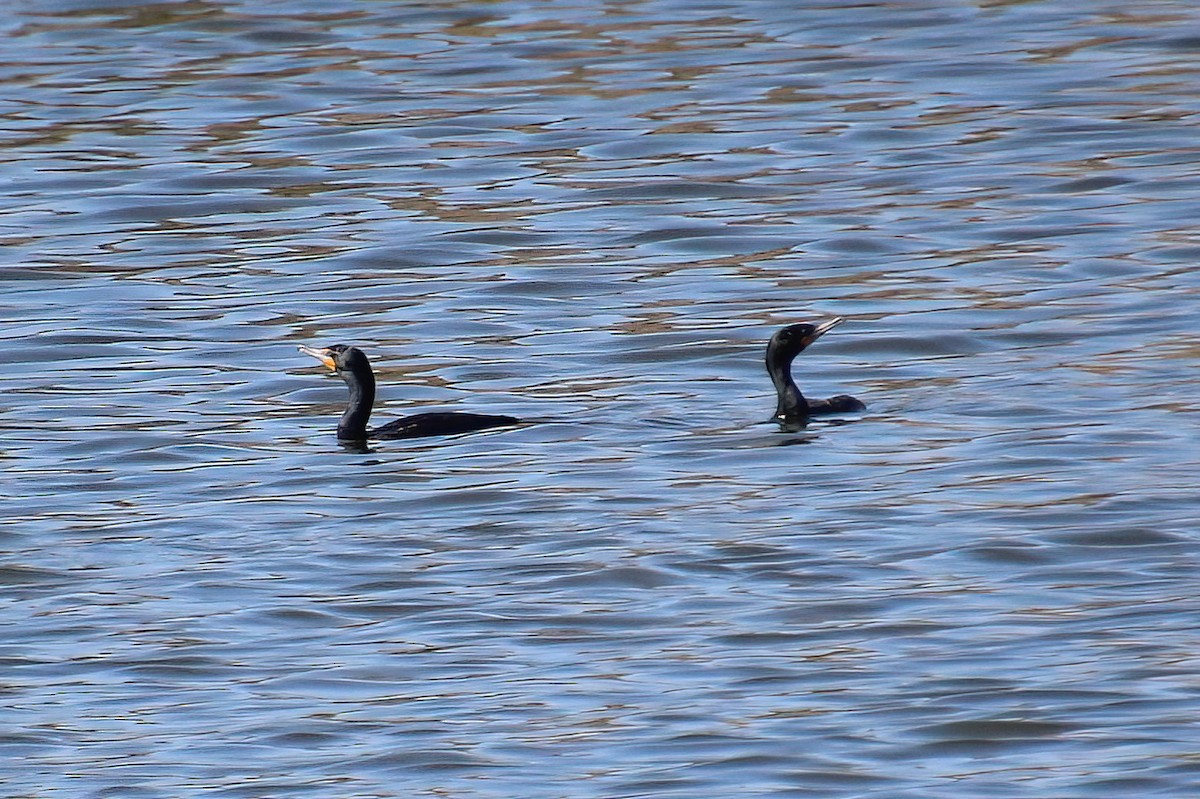 Double-crested Cormorant - Elaine Cassidy