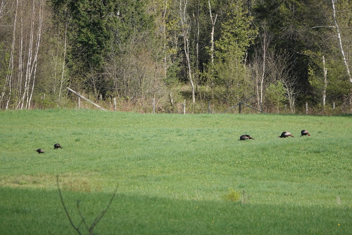 Wild Turkey - André BERNARD