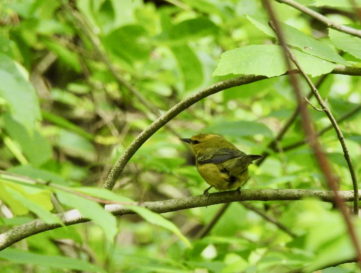 Blue-winged Warbler - ML618839594