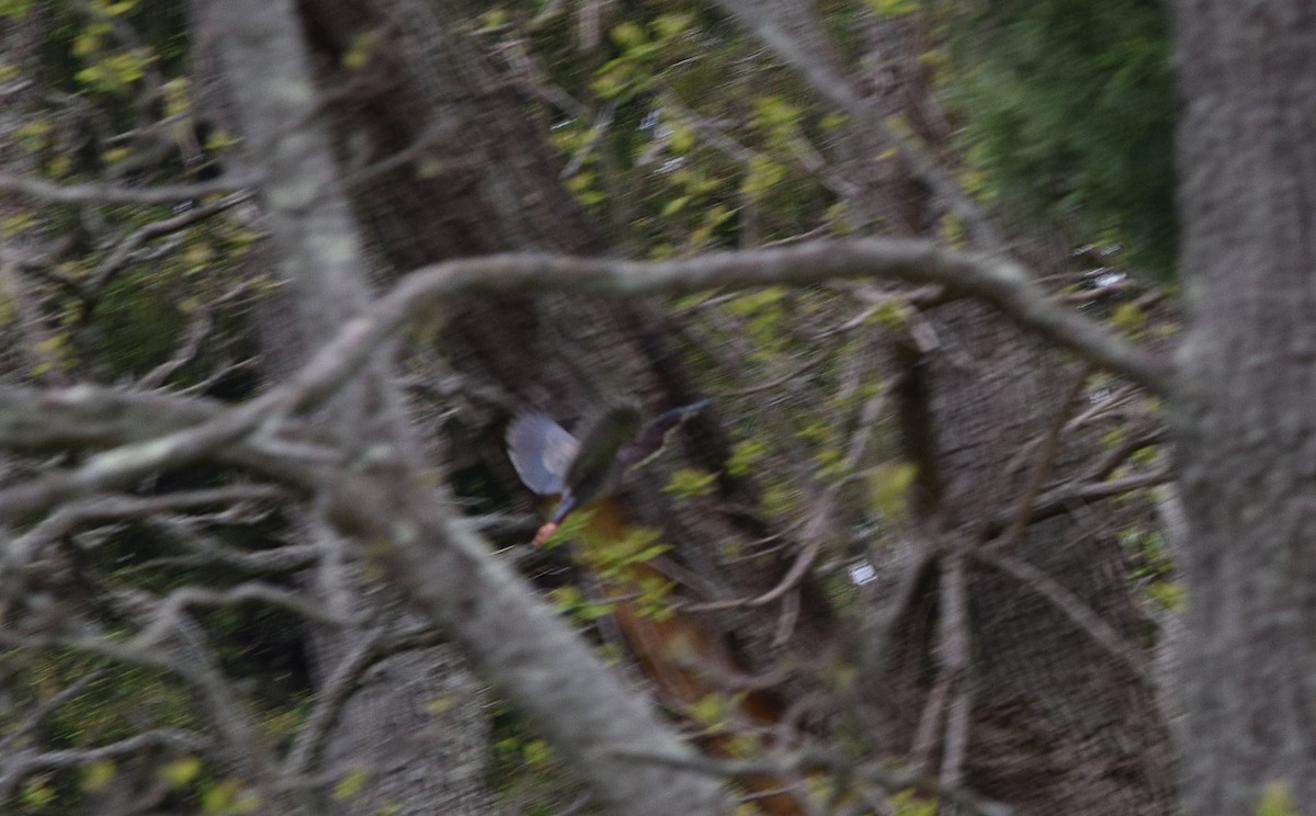 Green Heron - Constanza Ehrenhaus