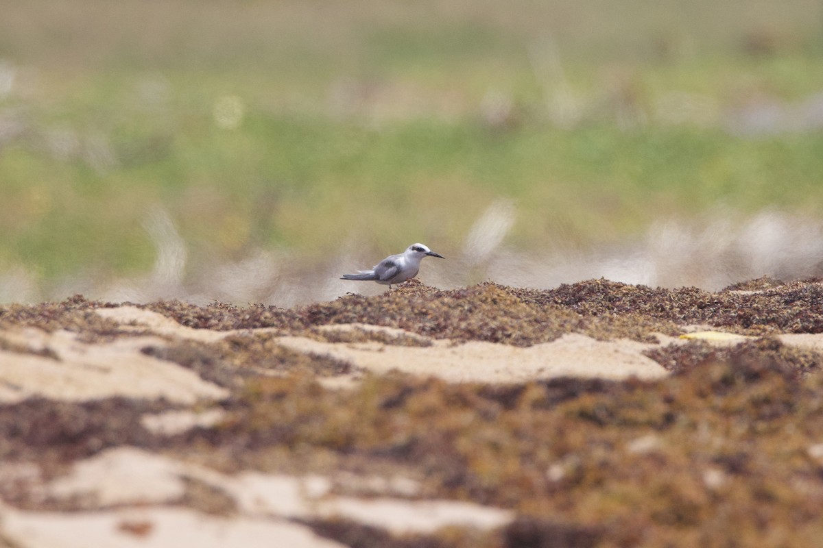 Least Tern - Michael St John