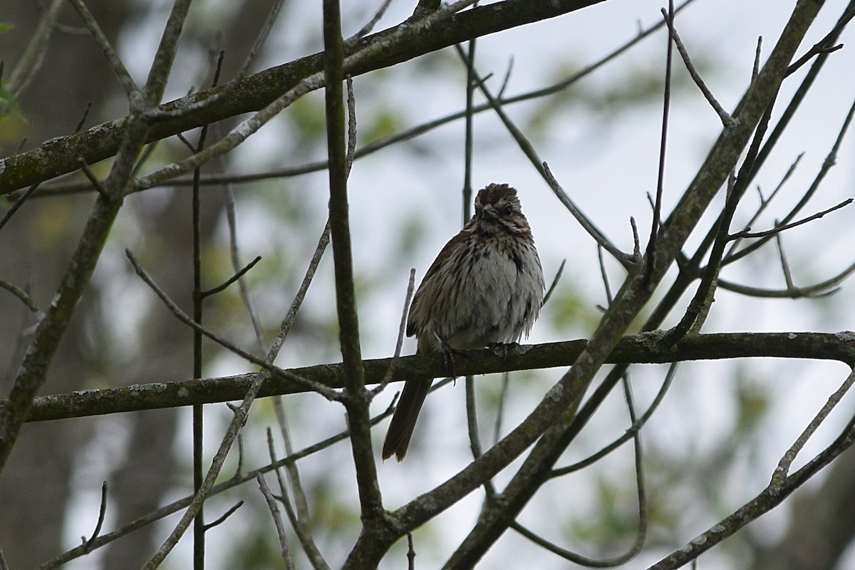 Song Sparrow - Constanza Ehrenhaus