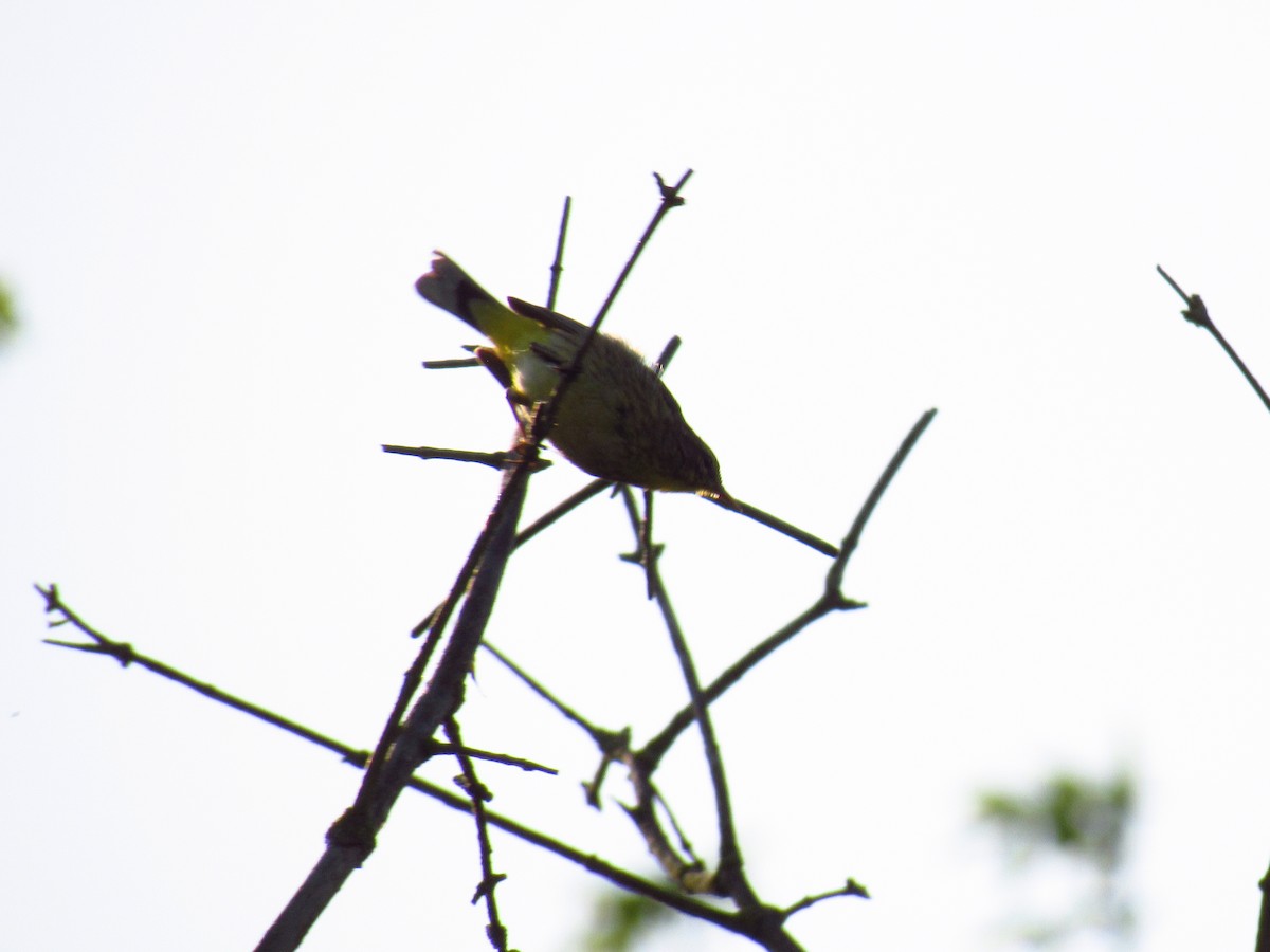 Palm Warbler - Alyssa Gruda