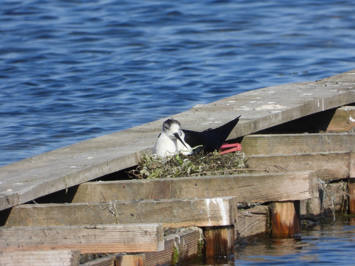 Black-winged Stilt - Josip Turkalj