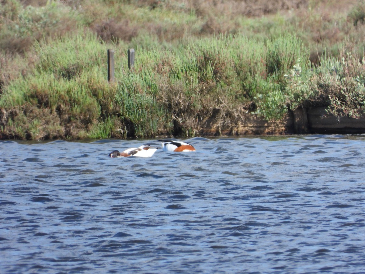 Common Shelduck - ML618839610