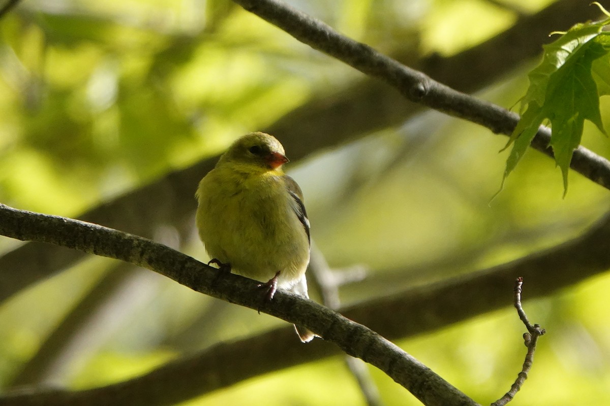 American Goldfinch - André BERNARD