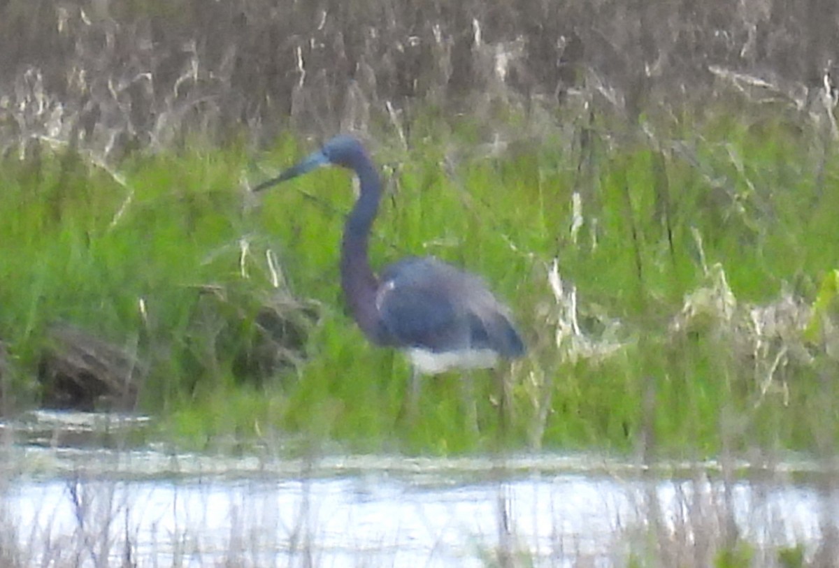 Tricolored Heron - Carol Baird Molander