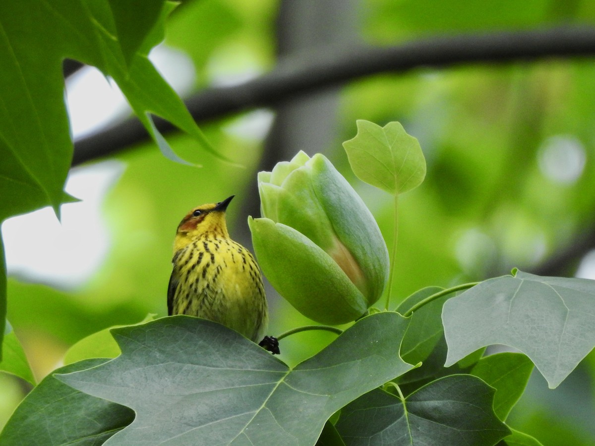 Cape May Warbler - ML618839620