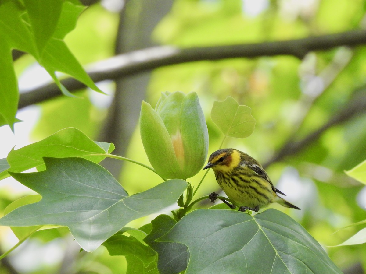 Cape May Warbler - ML618839621