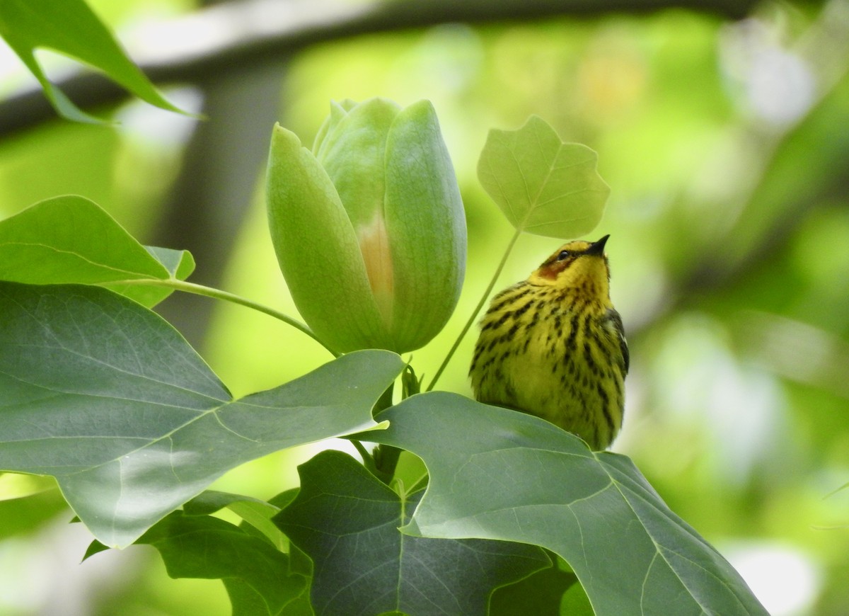 Cape May Warbler - ML618839622