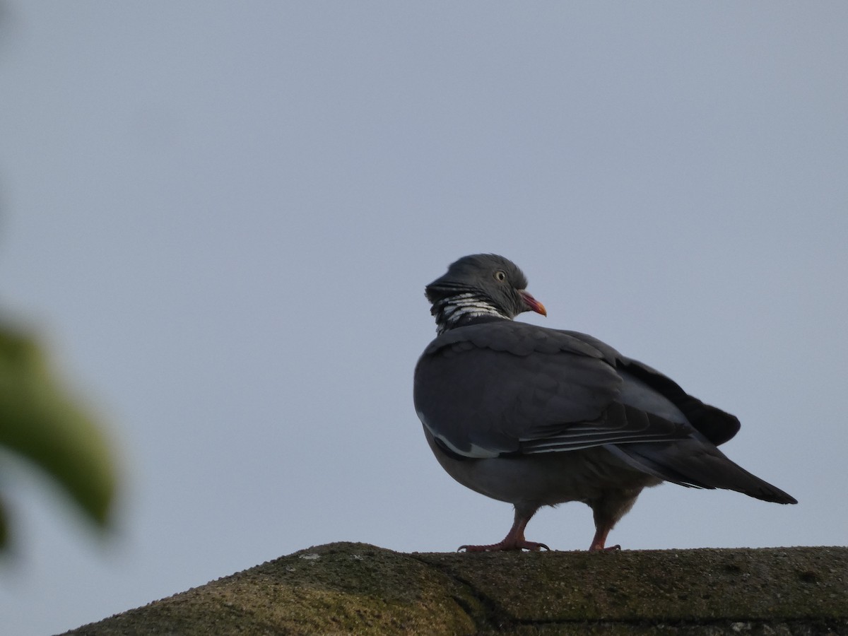 Common Wood-Pigeon - Mike Tuer