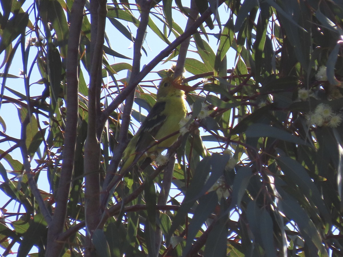 Western Tanager - ML618839628