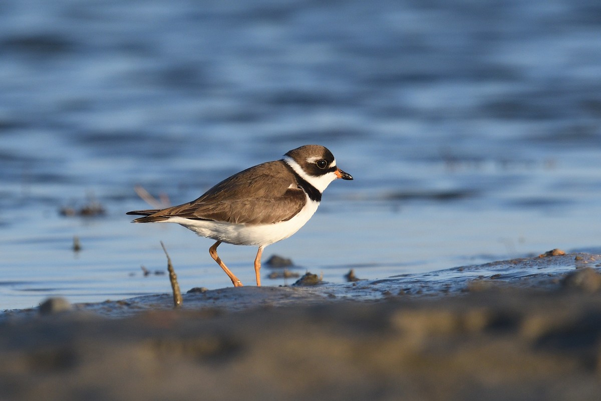 Semipalmated Plover - Shane Carroll