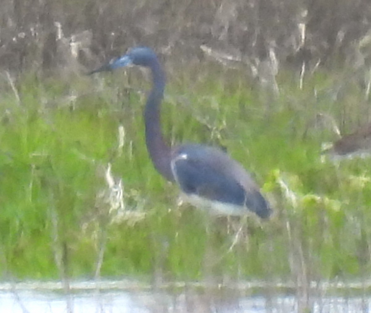 Tricolored Heron - ML618839634