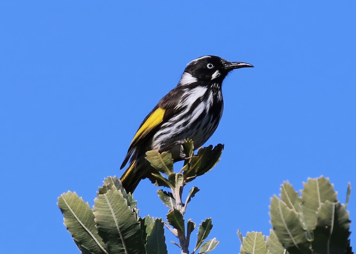 New Holland Honeyeater - Constance Vigno