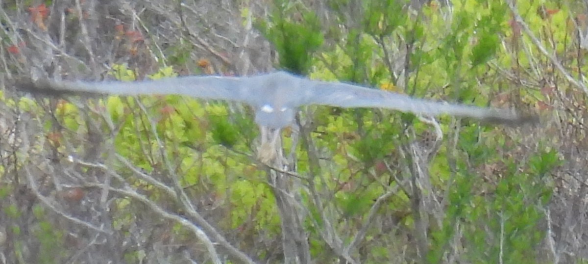 Tricolored Heron - ML618839651