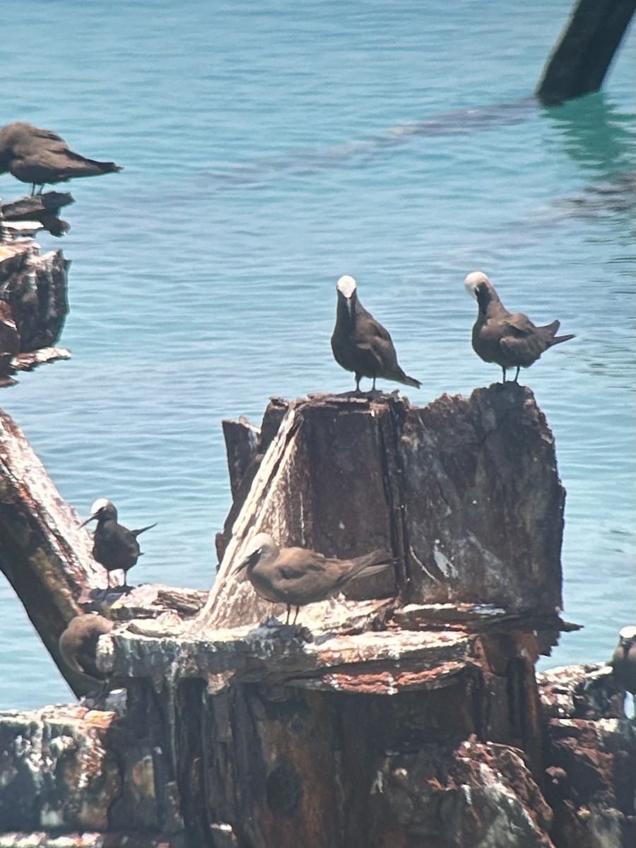 Black Noddy - Robert Irwin