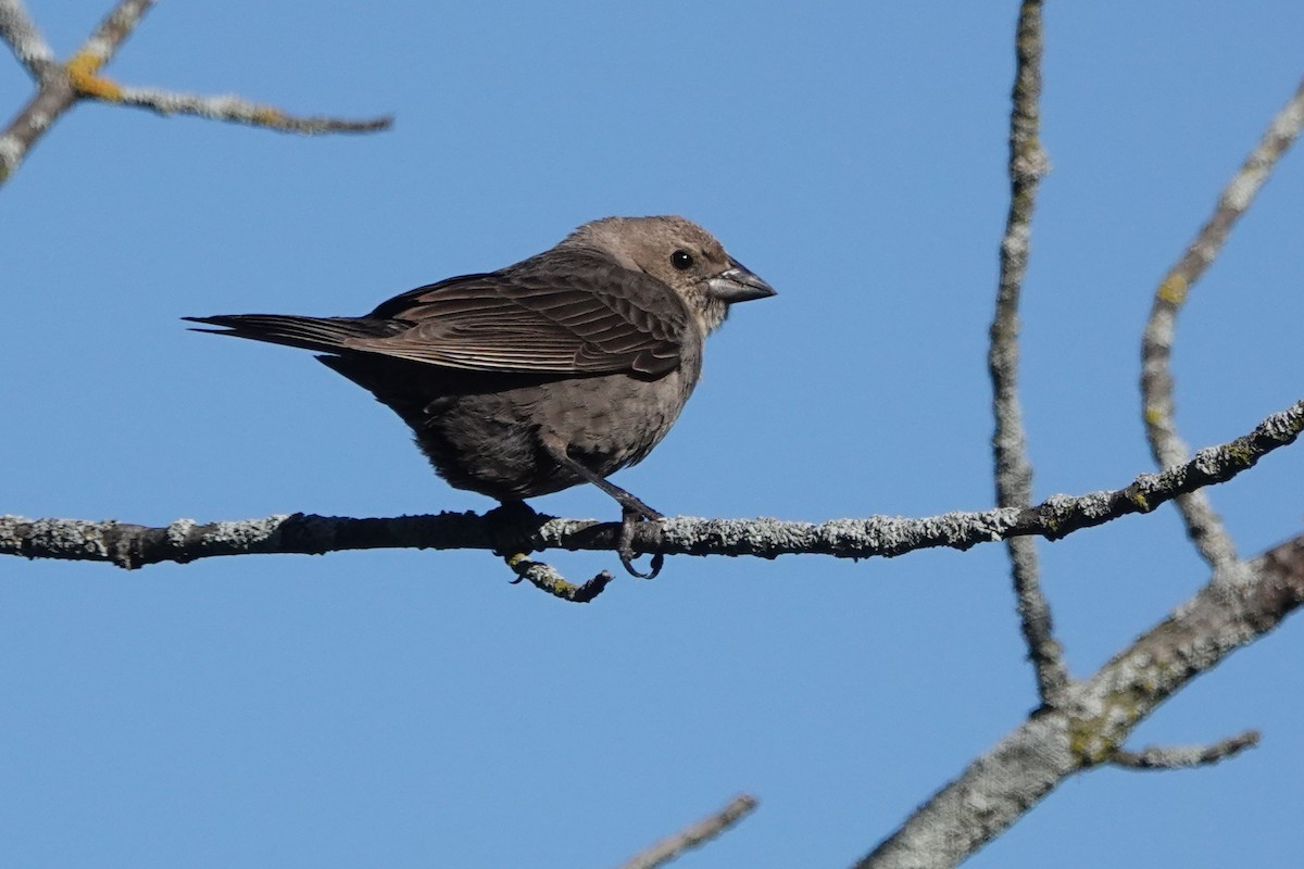 Brown-headed Cowbird - ML618839660