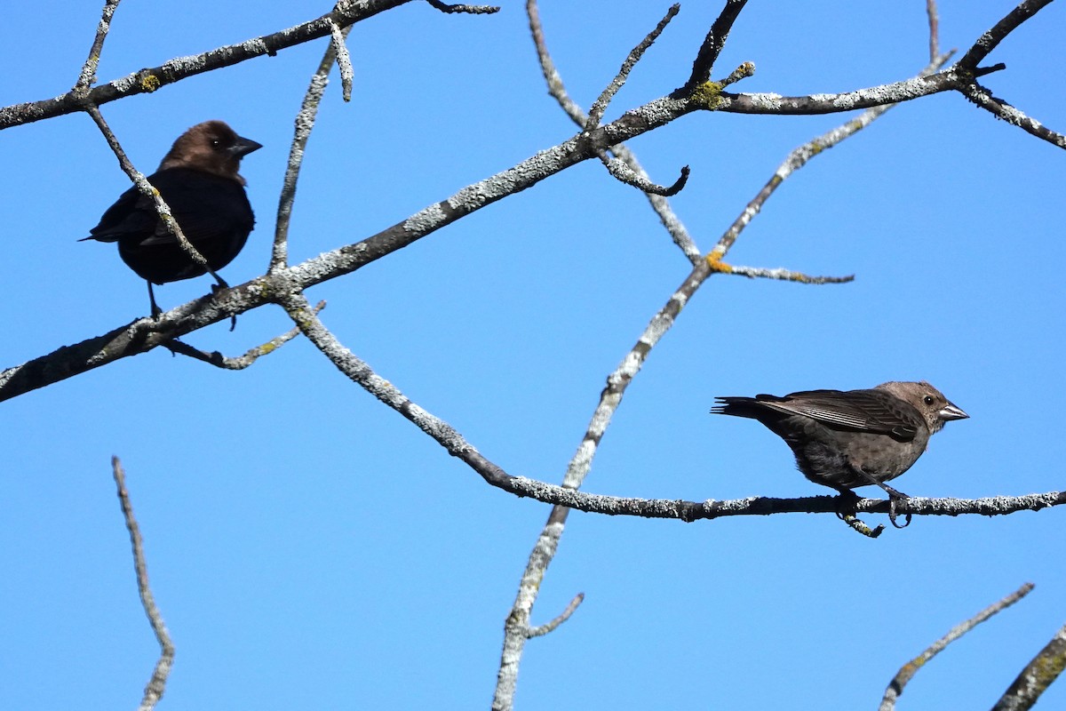 Brown-headed Cowbird - ML618839661