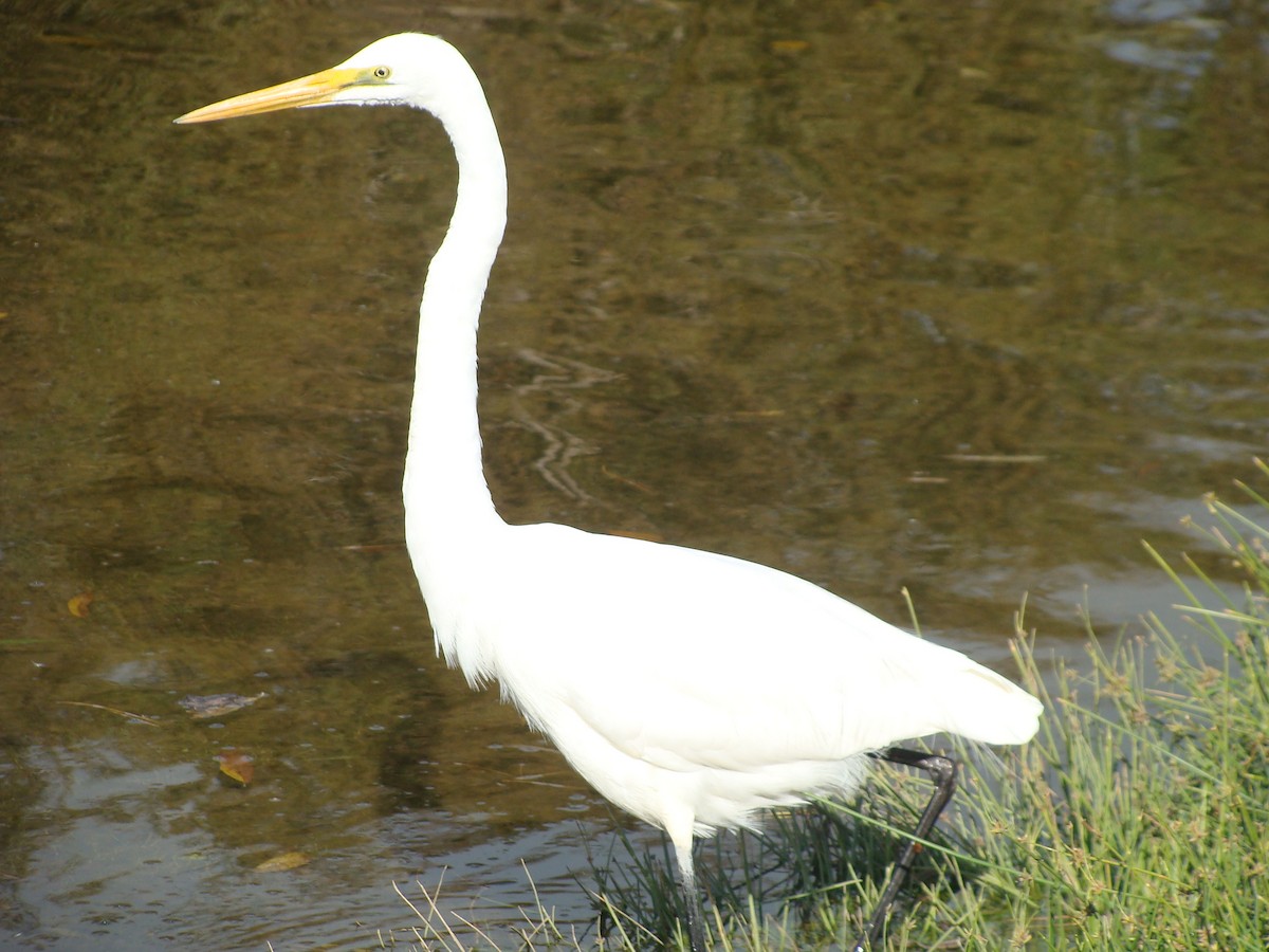 Great Egret (modesta) - Saul Ward