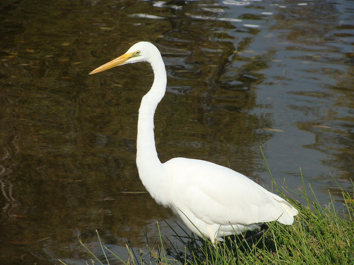 Great Egret (modesta) - Saul Ward