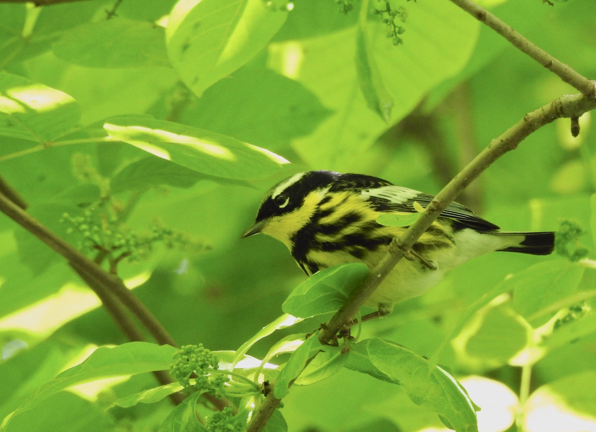 Magnolia Warbler - ML618839678