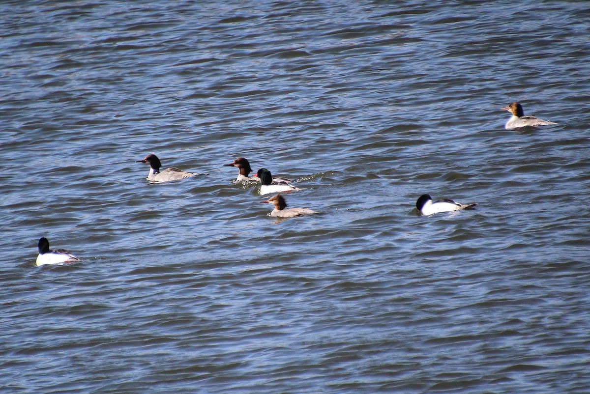 Common Merganser - Elaine Cassidy