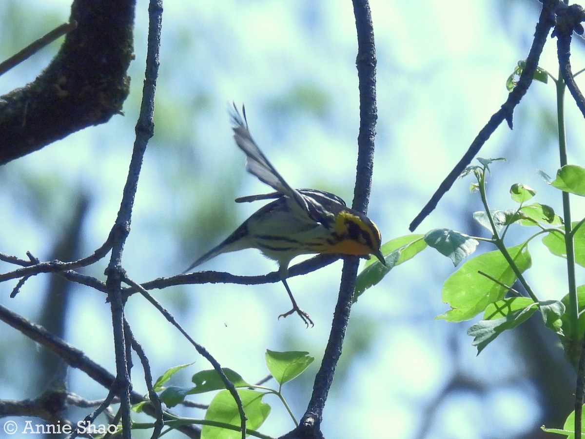 Blackburnian Warbler - Annie Shao