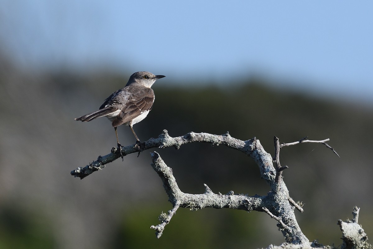 Northern Mockingbird - ML618839702