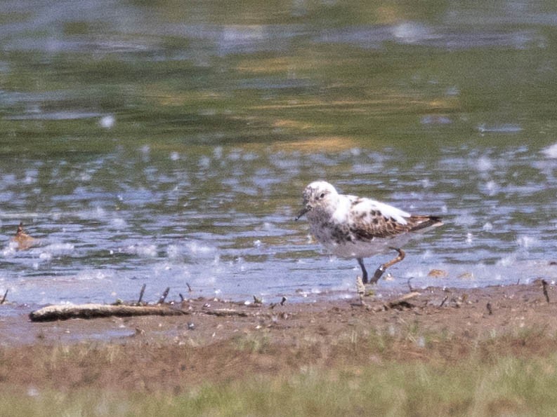 Least Sandpiper - Andy DeBroux