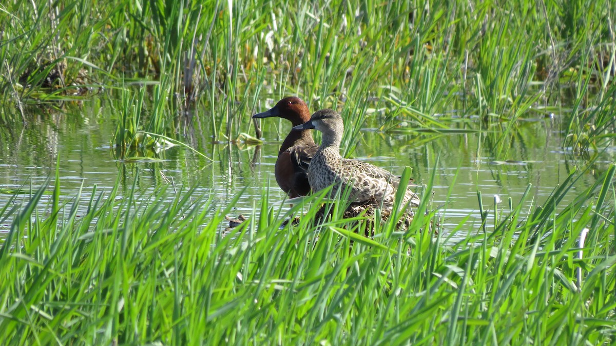 Cinnamon Teal - Dani Alba