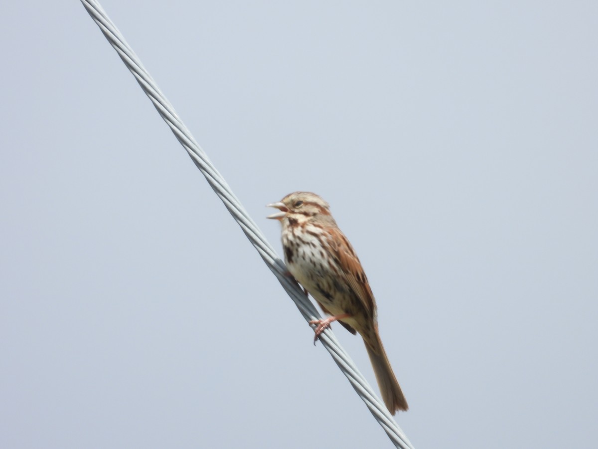 Song Sparrow - Denis Provencher COHL