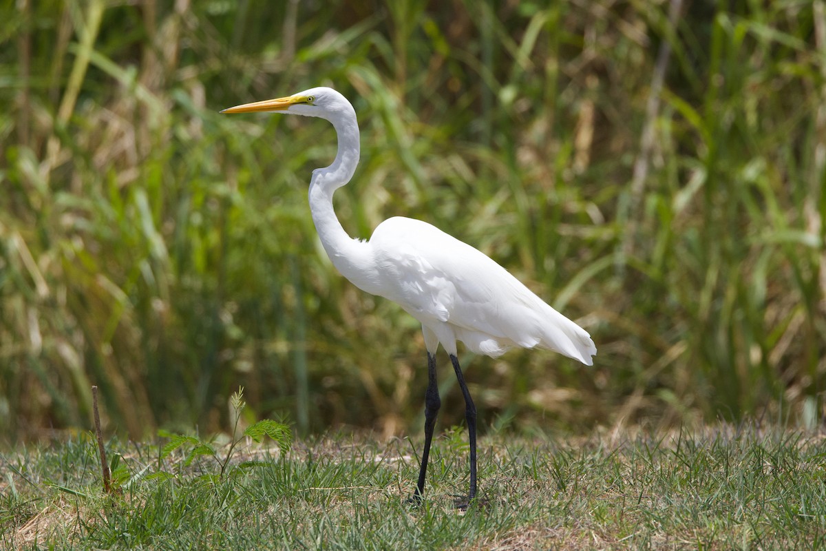 Great Egret - Michael St John