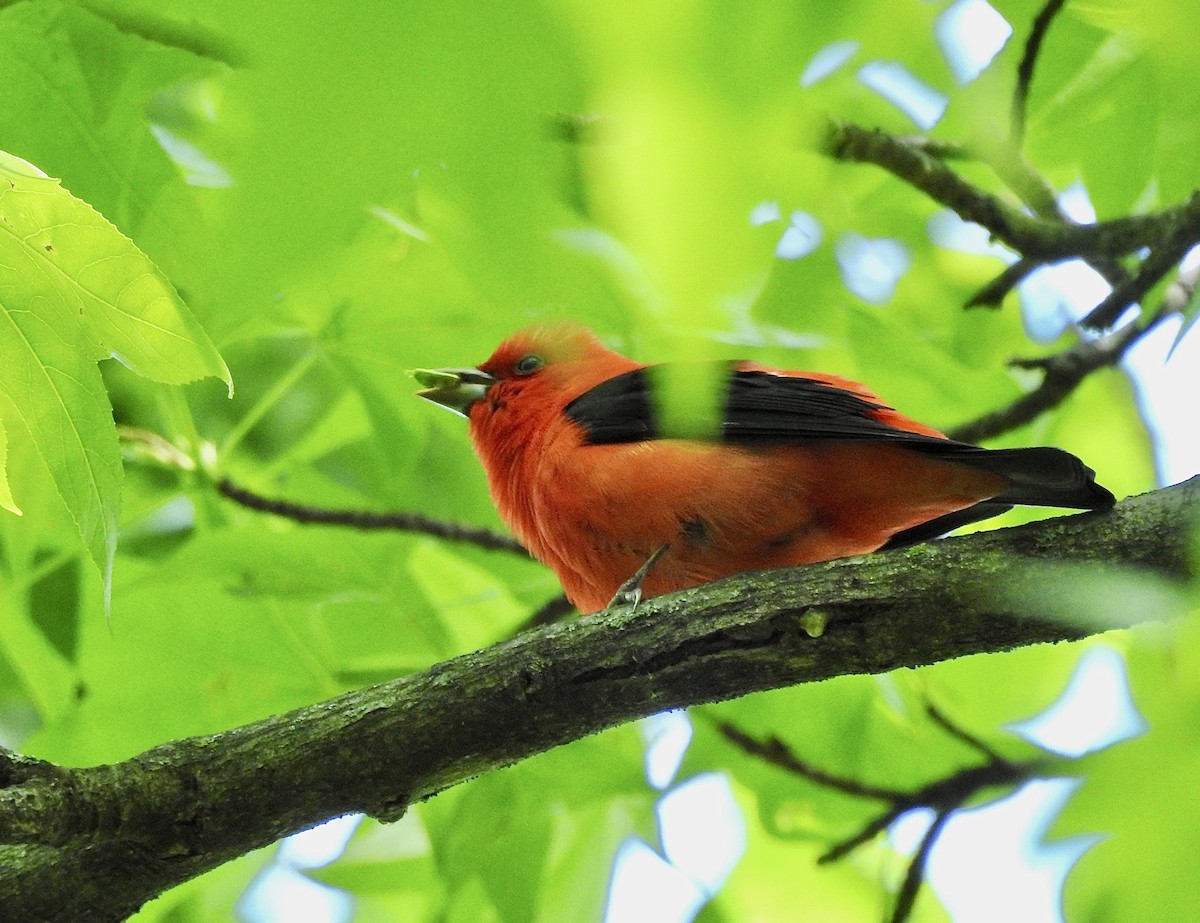 Scarlet Tanager - ML618839727