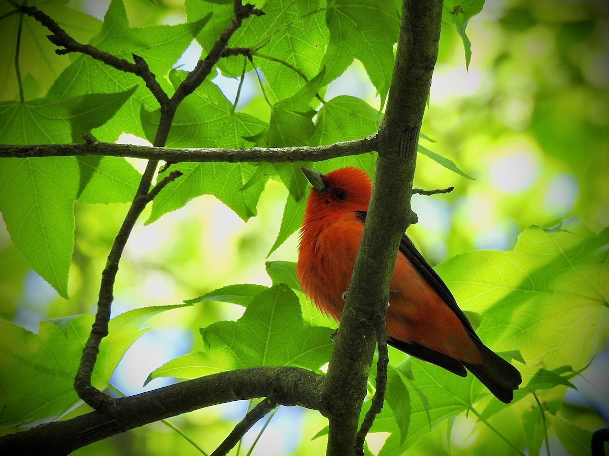 Scarlet Tanager - ML618839728