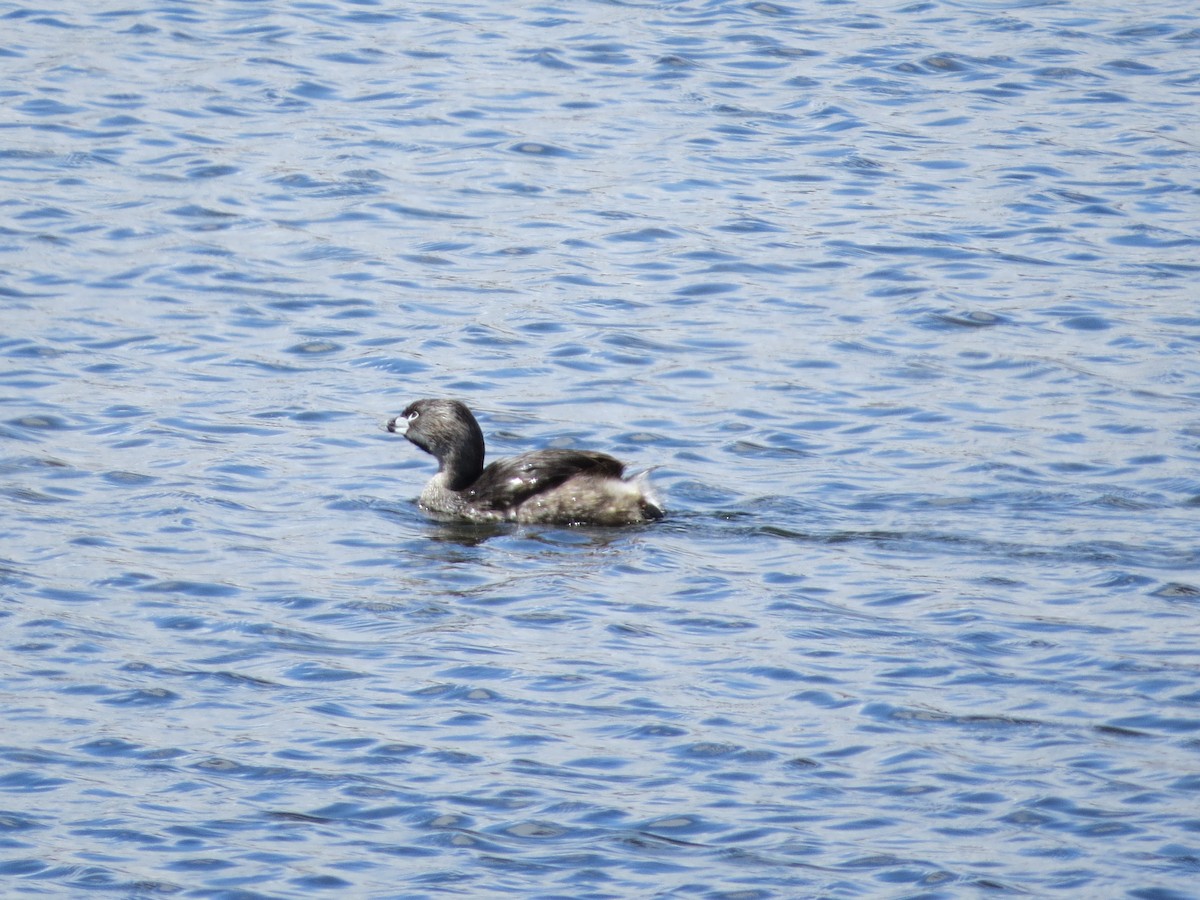 Pied-billed Grebe - Susan McAdams