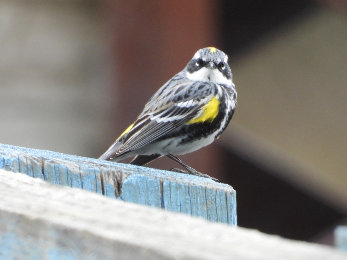 Yellow-rumped Warbler - ML618839775