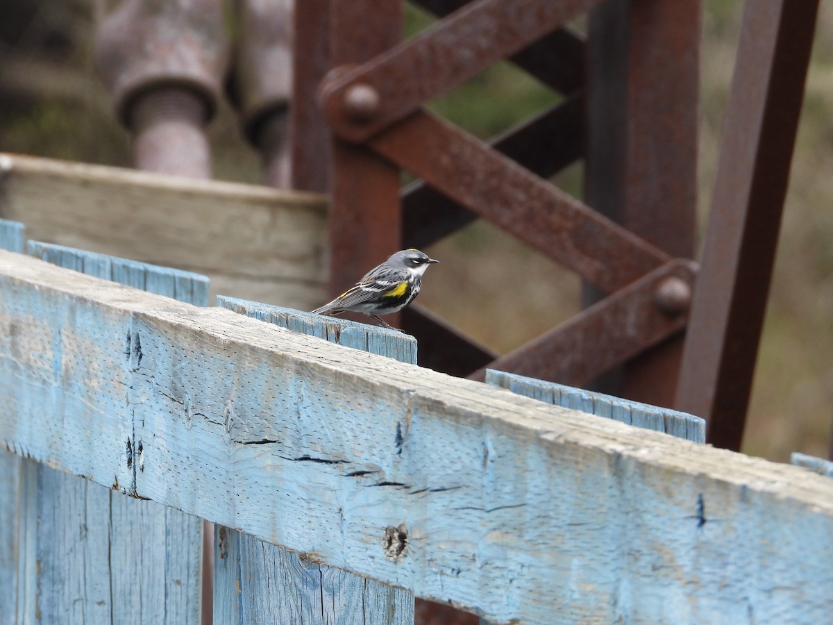 Yellow-rumped Warbler - ML618839776