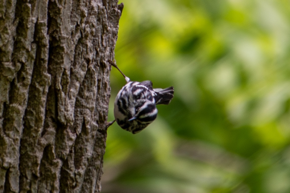 Black-and-white Warbler - Yixiao Liu