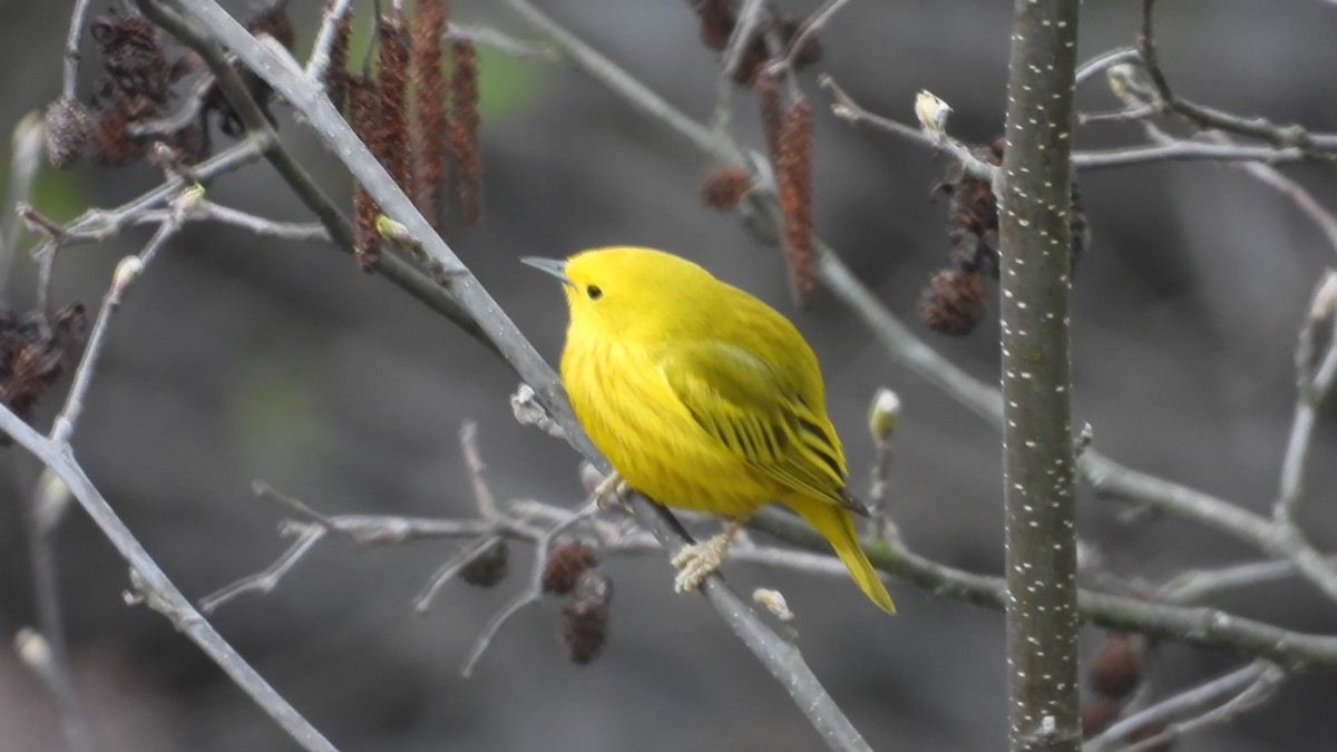 Yellow Warbler - Denis Provencher COHL