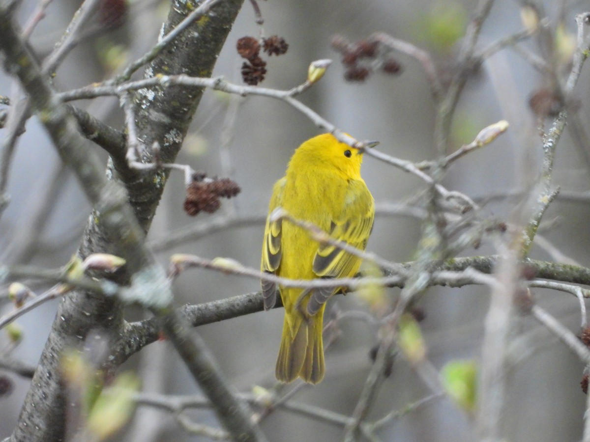 Yellow Warbler - Denis Provencher COHL