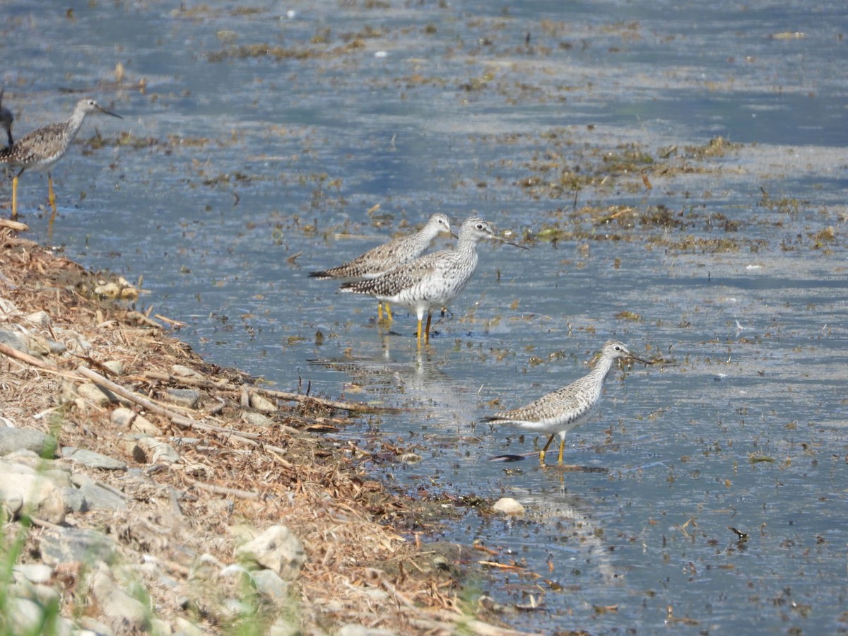 Lesser Yellowlegs - ML618839800