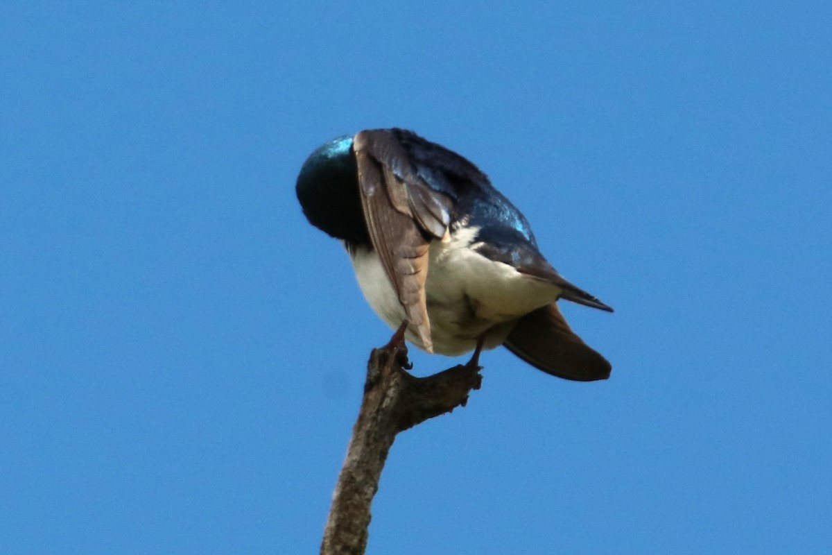 Tree Swallow - Joli Reising