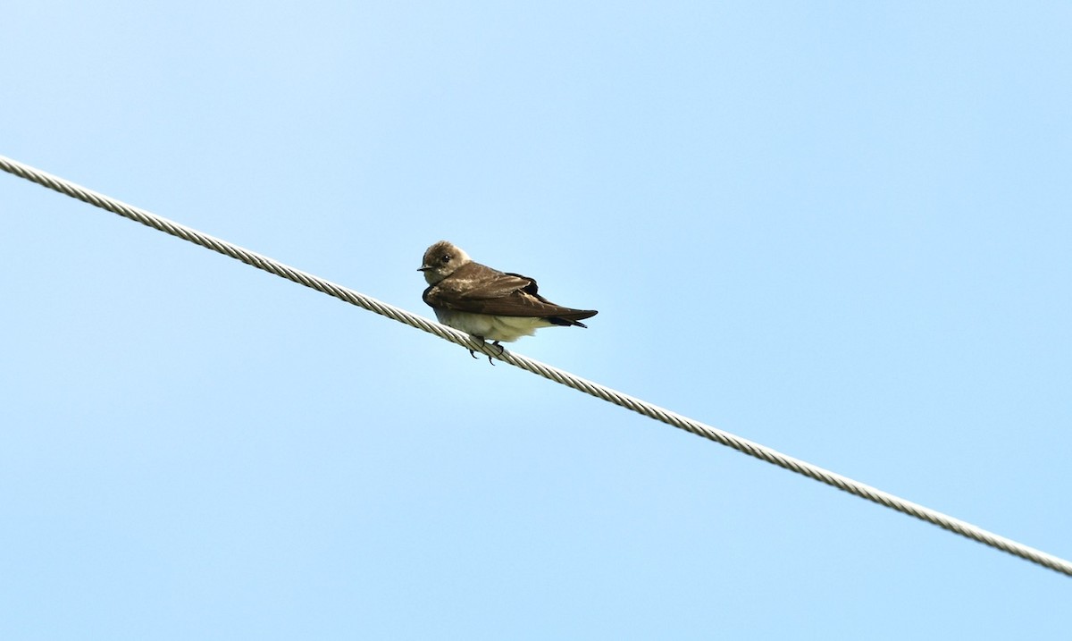 Bank Swallow - David Kane