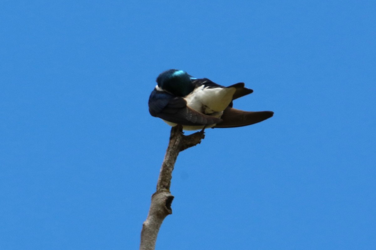 Tree Swallow - Joli Reising