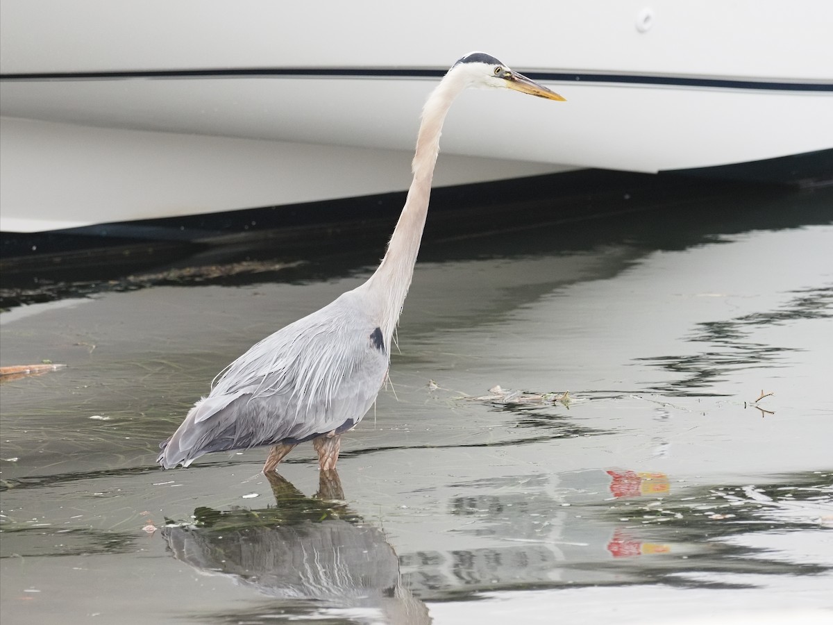 Great Blue Heron - Keith Parker