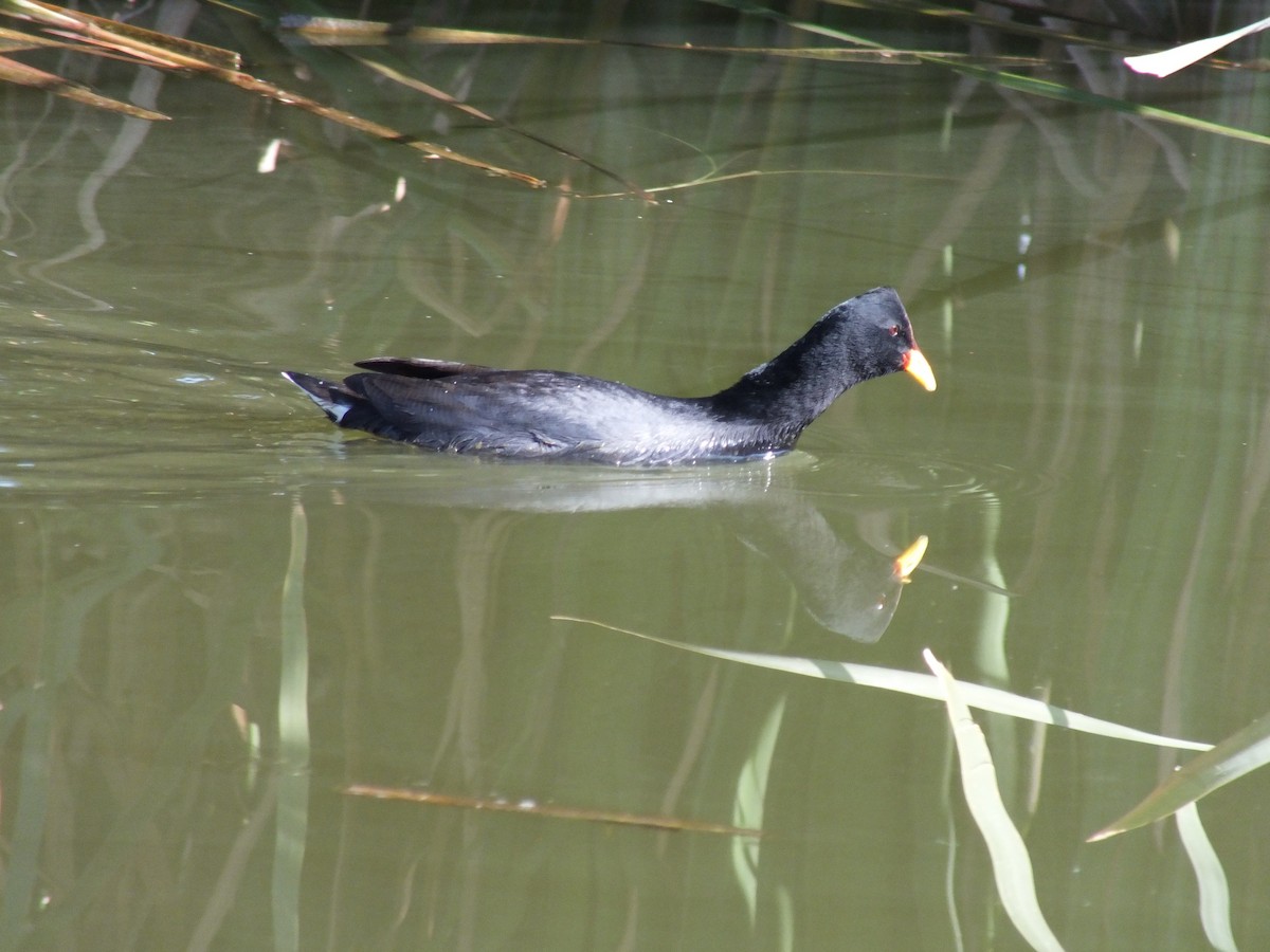 Red-fronted Coot - ML618839828