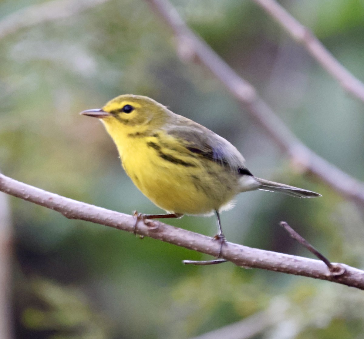 Prairie Warbler - Cheryl Rosenfeld