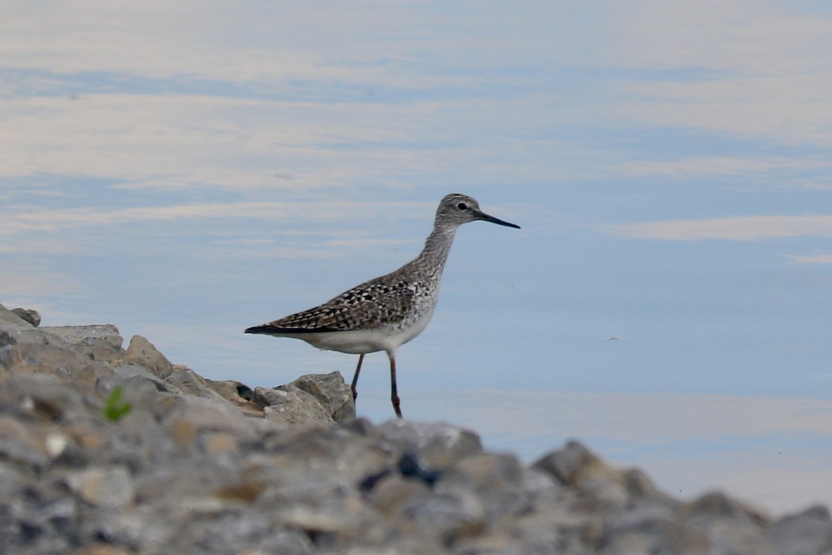 Lesser Yellowlegs - ML618839845