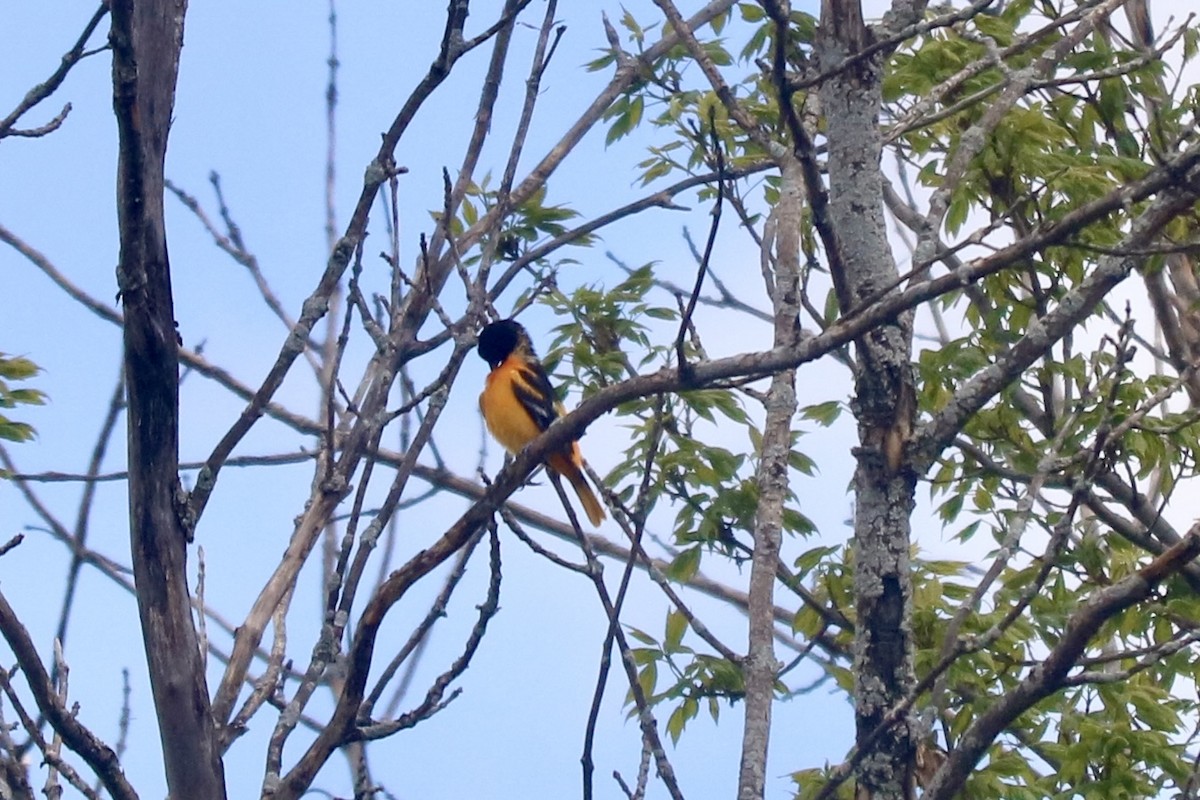 Baltimore Oriole - Jesse Feith